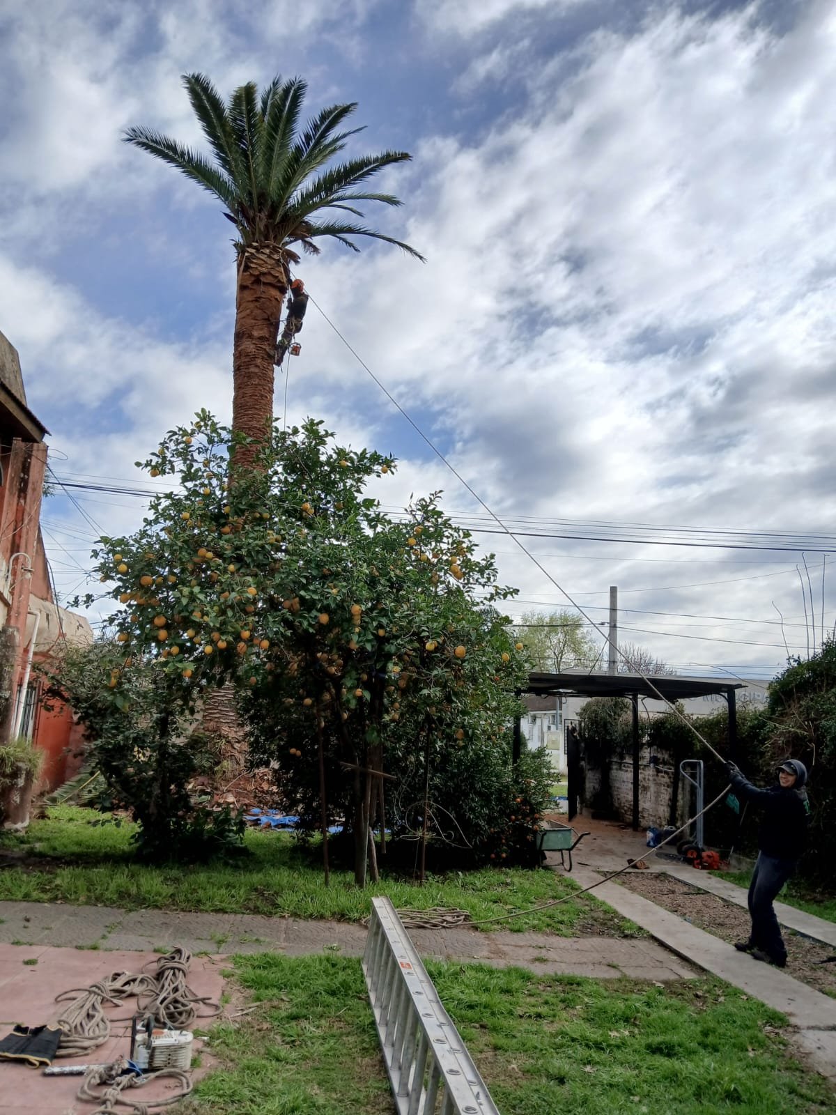 Dos palmeras altas en un jardín, con un podador trabajando en la copa